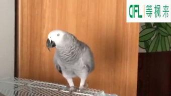 乌龟跑得快的视频,见证速度与耐力的极限挑战