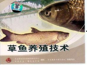 草鱼饲养视频,从视频中学到的养殖技巧与经验