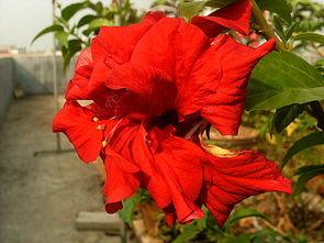 扎大红花视频,一场别开生面的视觉盛宴