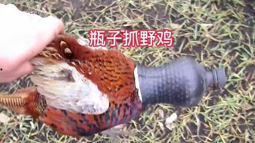 野鸡下蛋视频,真实视频带你一探究竟