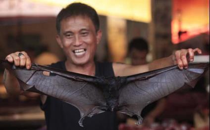 蝙蝠飞行视频,高清视频捕捉飞行奥秘