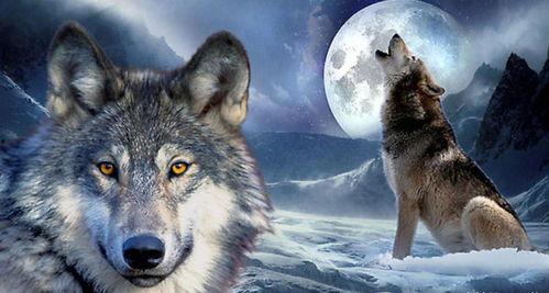 狼群出品视频必是精品,每一部都是视觉盛宴的精品之作