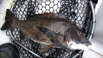 筏钓阿波视频,揭秘水上垂钓的别样风情