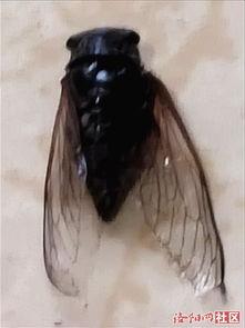 蝉视频古诗,诗意盎然——探寻蝉视频中的古诗魅力