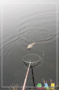 弹竿钓鱼视频,捕捉自然之美——弹竿钓鱼视频深度解析