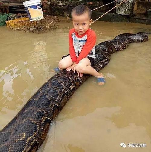 莽蛇吃人真实视频