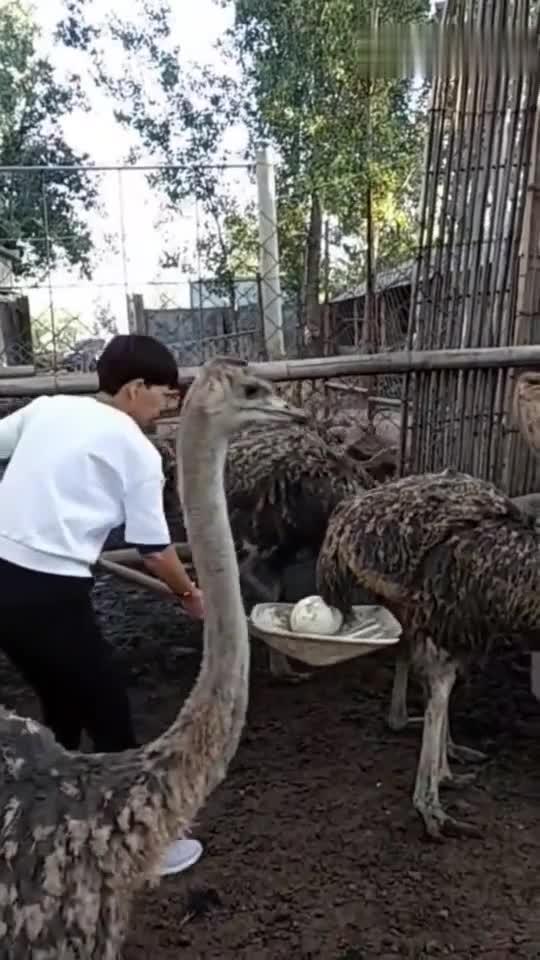 鸵鸟下蛋视频,大自然奇观揭秘