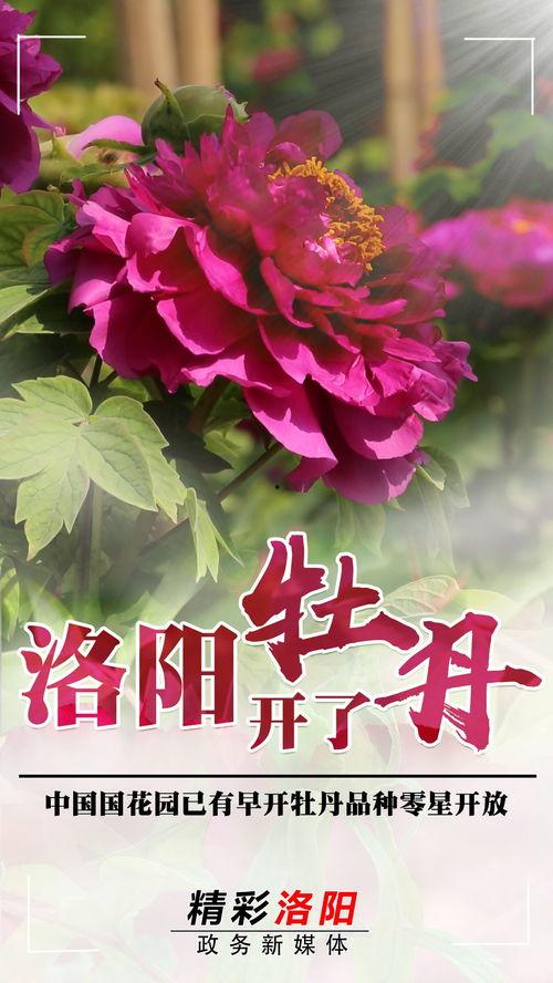 牡丹丹视频,探寻国色天香背后的传奇故事