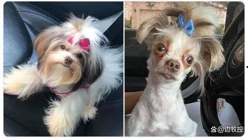 给狗狗修毛教程视频,狗狗修毛教程视频精华解析